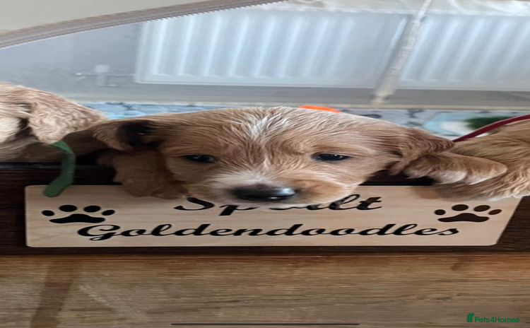 Goldendoodle dogs Beautiful F2 Goldendoodle Puppies ready 19th Dec - Advert 1