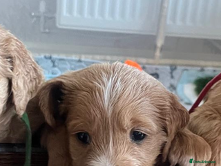 Goldendoodle dogs Beautiful F2 Goldendoodle Puppies ready 19th Dec - Advert 2