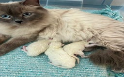 Ragdoll cats for sale: 🐾Adorable Blue Point Ragdoll Kittens ready soon🐾 - Image 8