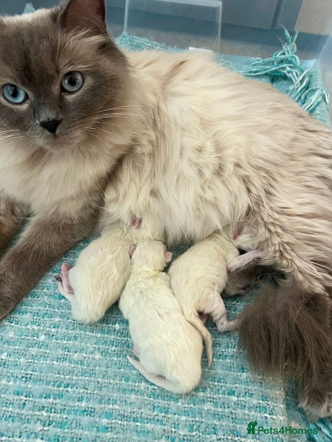 Ragdoll cats for sale: 🐾Adorable Blue Point Ragdoll Kittens ready soon🐾 - Image 8