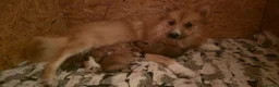 German Spitz dogs for sale: Lovingly Raised German Spitz Puppies in Welshpool - Advert 1