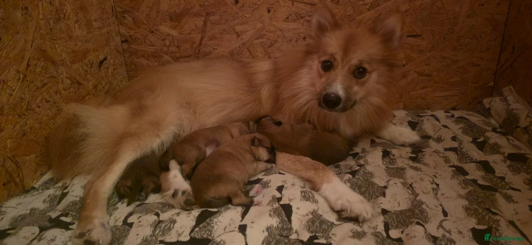 German Spitz dogs for sale: Lovingly Raised German Spitz Puppies in Welshpool - Advert 1