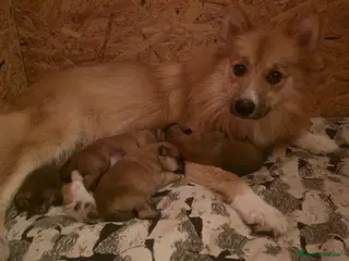 German Spitz dogs Lovingly Raised German Spitz Puppies - Advert 2