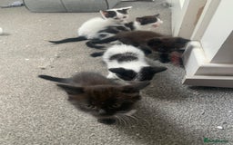 Ragdoll cats for sale: Ragdoll X - Image 2