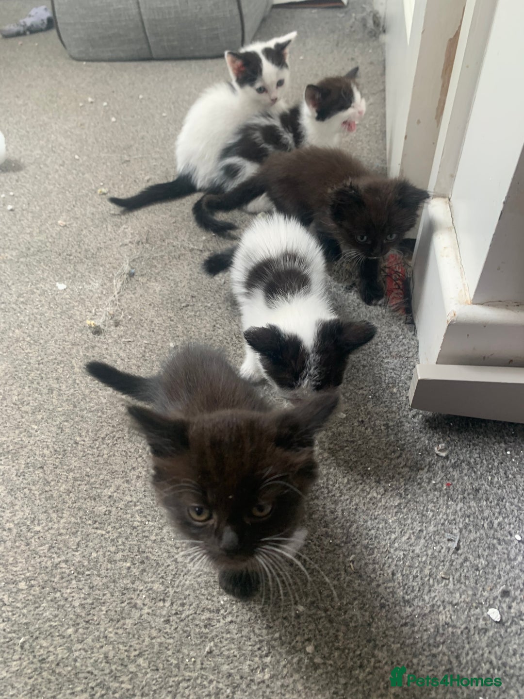 Ragdoll cats for sale: Ragdoll X - Image 2