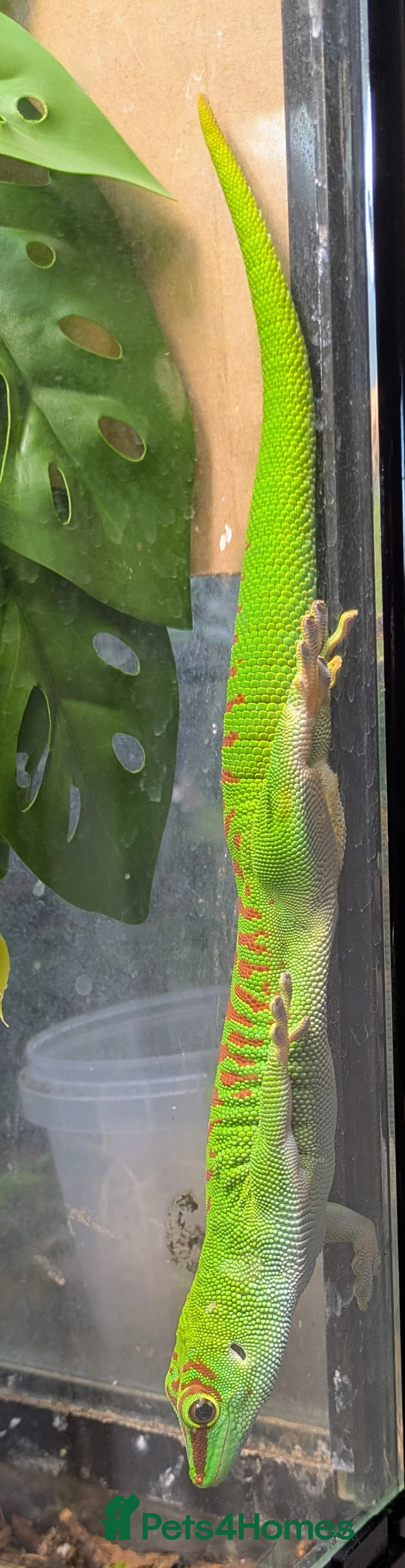 Gecko reptiles for sale: 2 High Red Madagascan Day Gecko (Phelsuma Grandis) - Advert 4
