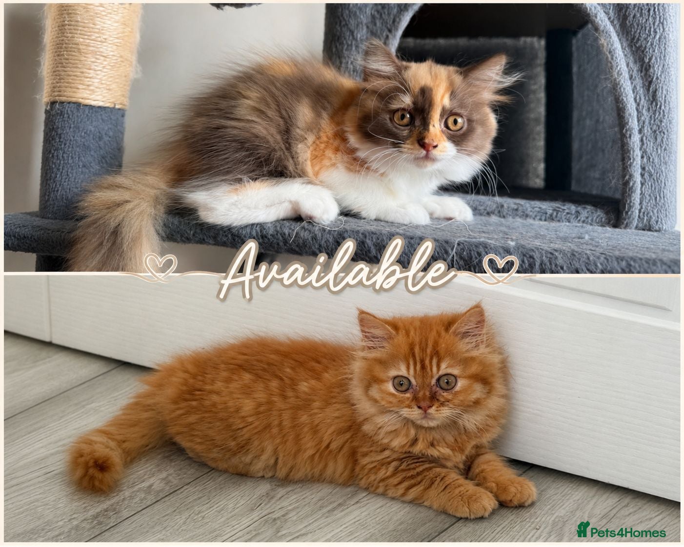 British Longhair cats Available now British Longhair kittens - TICA  - Advert 1
