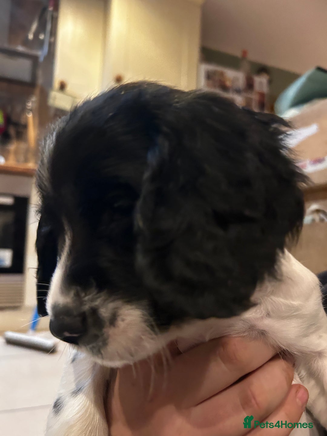 English Springer Spaniel dogs for sale: Working English springer spaniel puppies  - Image 7