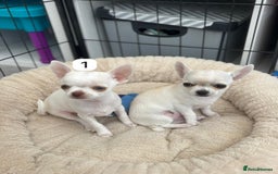 Chihuahua dogs for sale: Gorgeous full chihuahua pups  - Image 3