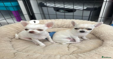 Chihuahua dogs - Advert 10