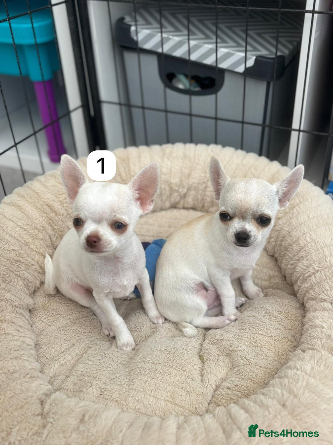 Chihuahua dogs for sale: Gorgeous full chihuahua pups  - Image 3