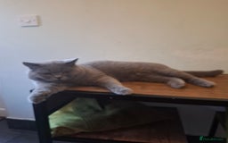 British Shorthair cats for sale: Beautiful soft, fluffy and loving Boys  - Image 8