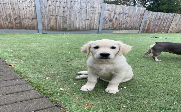 Golden Retriever dogs - Advert 2