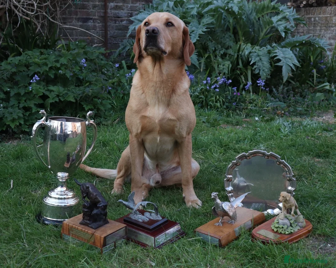 Labrador Retriever dogs for sale: Ftch sired litter proven working dogs  - Advert 7