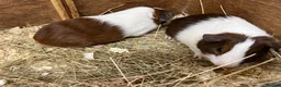 Guinea Pig rodents for sale: Male/Boar Guinea Pigs - Advert 2