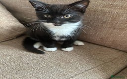 Mixed Breed cats for sale: Mixed breed kittens for sale - Image 7