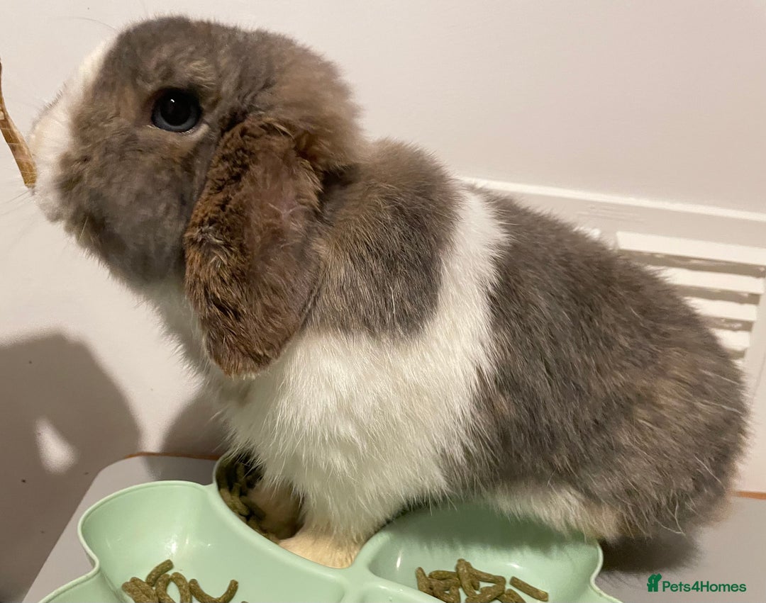 Mini Lop rabbits for sale: Pure Bred Mini Lops 🩵🩷 - Advert 2
