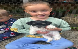 Mixed Breed dogs for sale: Jackawawa pups - Image 10