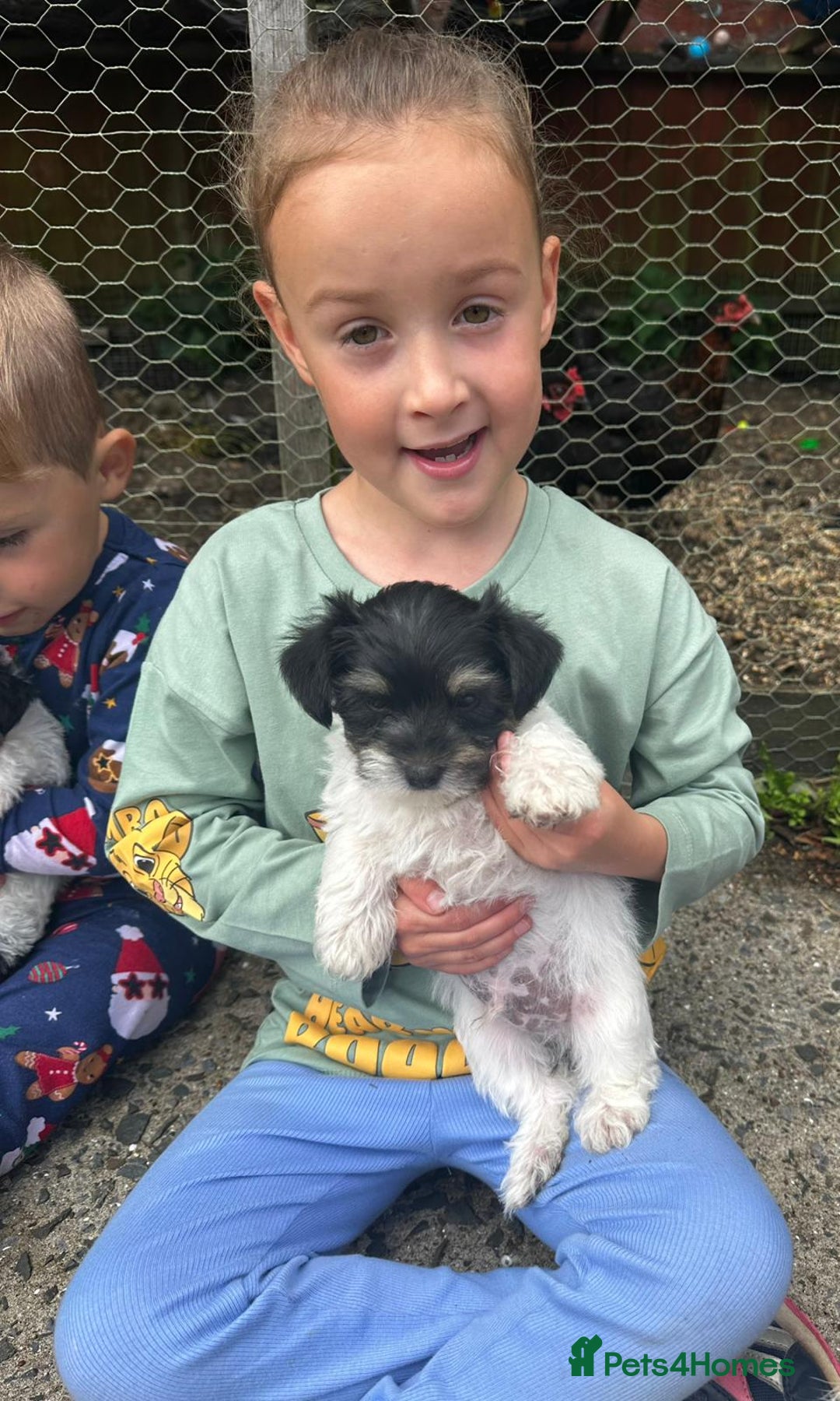 Mixed Breed dogs for sale: Jackawawa pups - Image 10