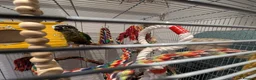 Conures birds for sale: Loving 5-Month old Green Cheek Conure (Pippin) - Advert 4