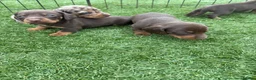 Miniature Dachshund dogs for sale: Ready now Kc-registered PRA-clear mini dachshund  - Advert 11