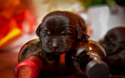 Labrador Retriever dogs for sale: Carefully Bred Black Labrador Puppy’s KC Reg - Image 2