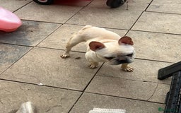 French Bulldog dogs for sale: 18 month male frenchie  - Image 2