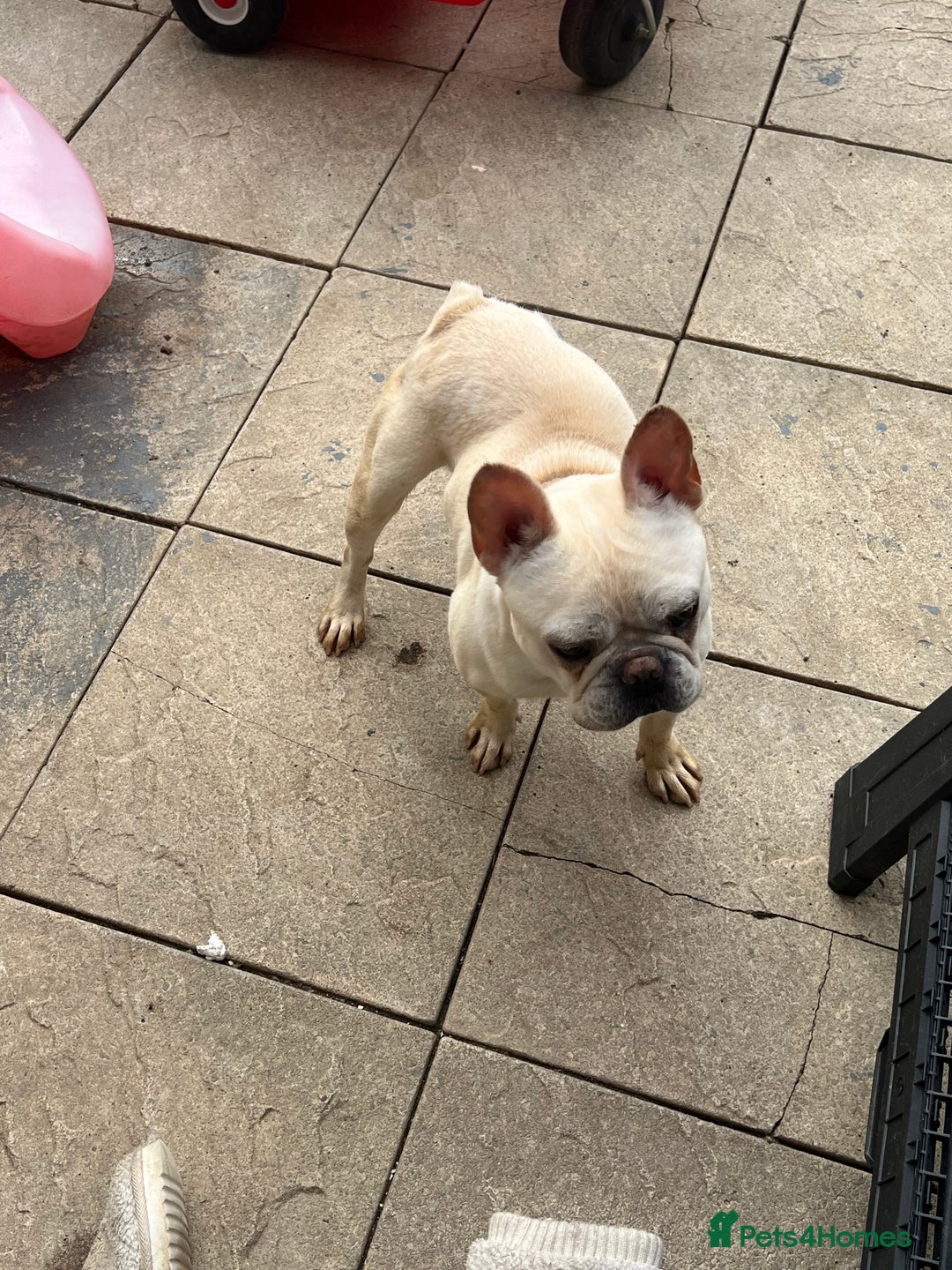 French Bulldog dogs for sale: 18 month male frenchie  - Image 2