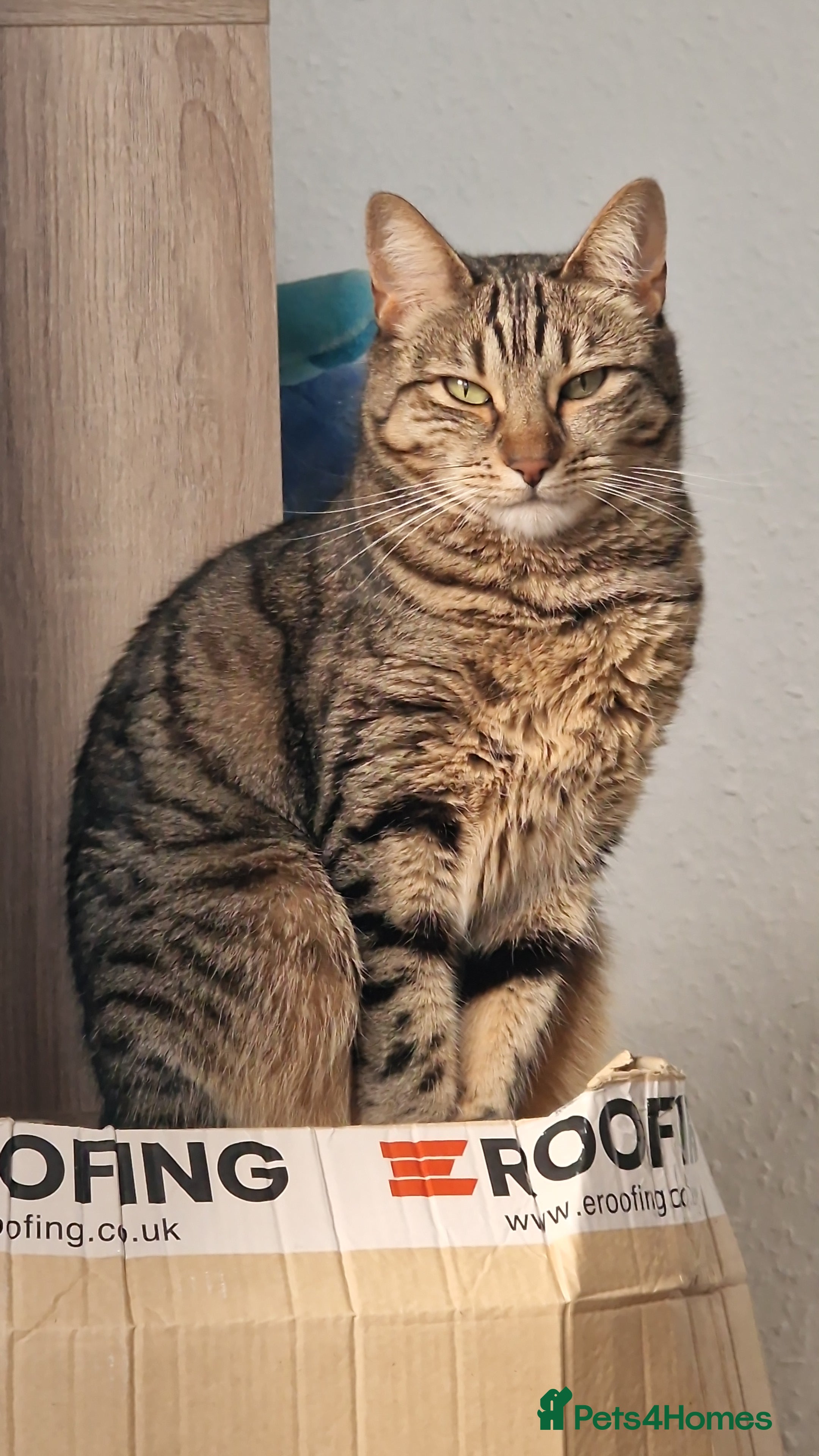 Bengal cats Beautiful Bengal Cross Female 3yrs - Advert 18