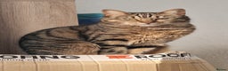 Bengal cats for sale: Beautiful Bengal Cross Female 3yrs - Advert 1