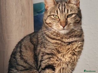 Bengal cats - Advert 2