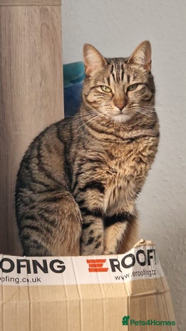 Bengal cats - Advert 2