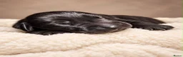 Great Dane dogs for sale: 🐾KC REGISTERED GREAT DANE PUPPIES — NORTHAMPTON🐾 - Advert 15