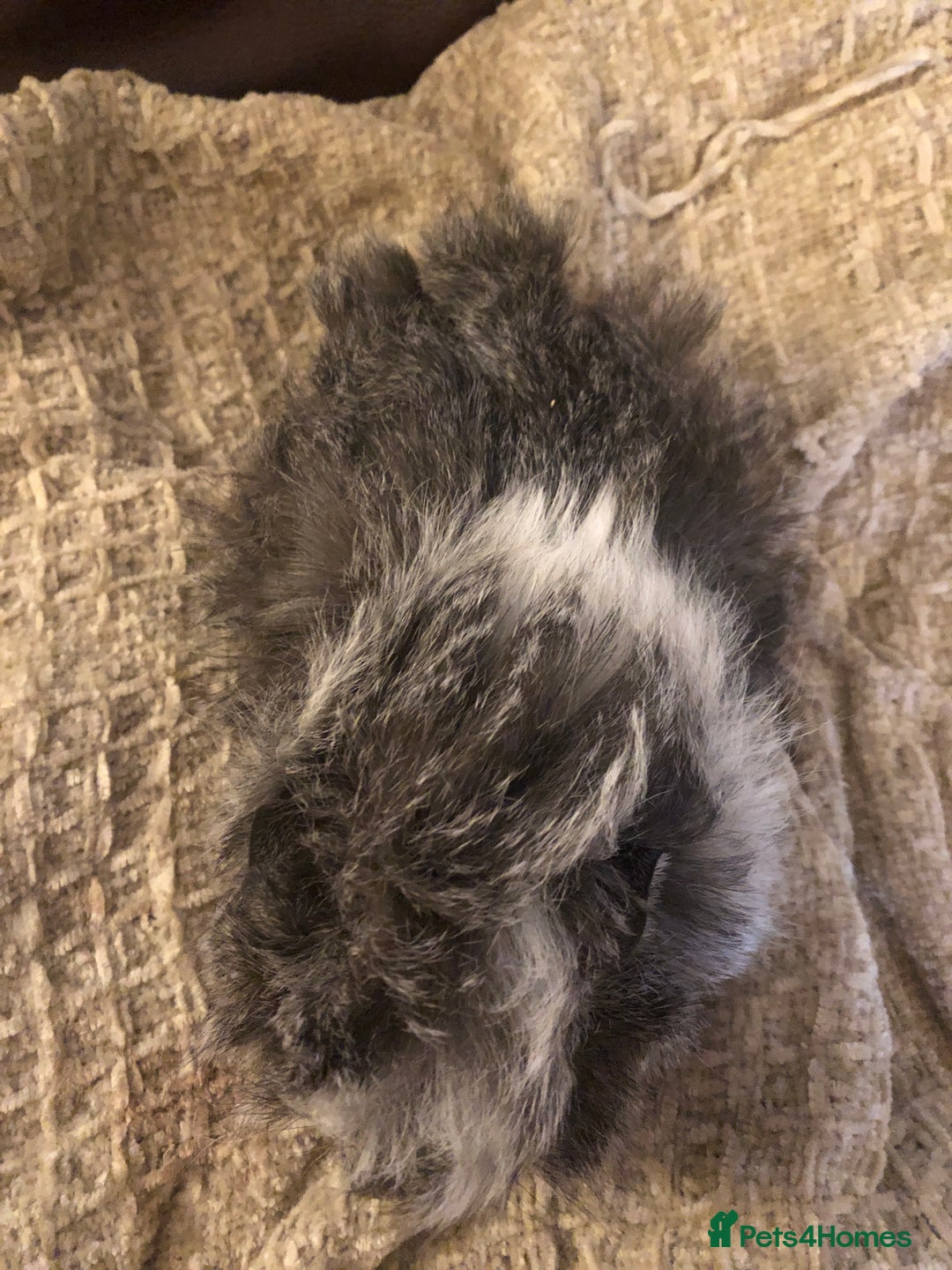 Guinea Pig rodents for sale: 2 beautiful baby boy Guineapigs  - Image 3