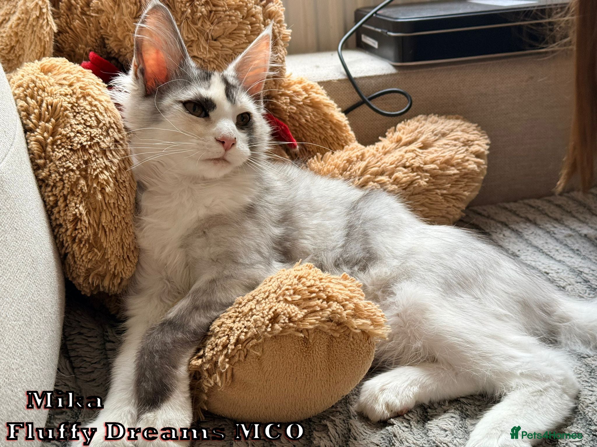 Maine Coon cats 1 Girl 1 Boy Active / Non Active N/N Tested TICA - Advert 1