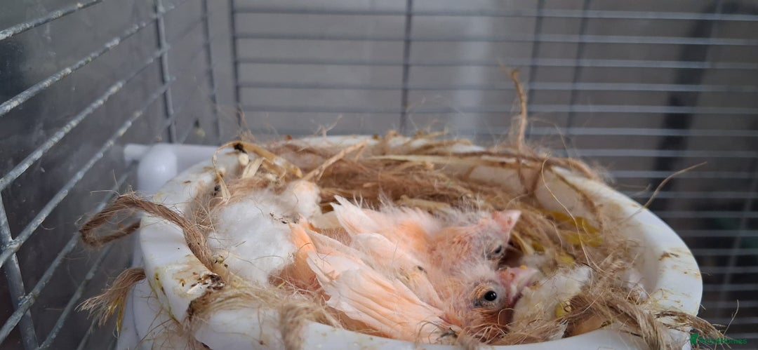 Canaries birds for sale: Canaries breeding pair with babies  - Advert 4