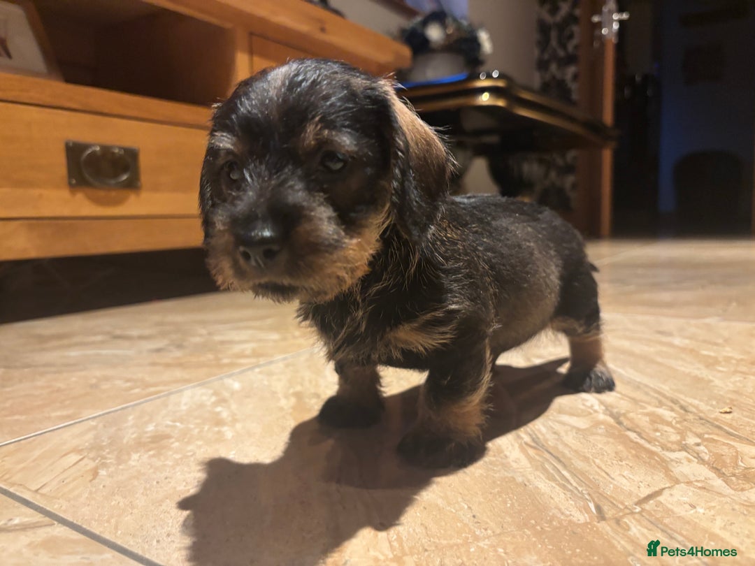 Miniature Dachshund dogs for sale: Wire Haired Dachshunds  - Advert 3