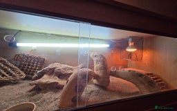 Bearded Dragon reptiles for sale: Bearded Dragon - Advert 5