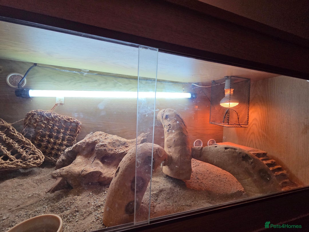 Bearded Dragon reptiles for sale: Bearded Dragon - Advert 5