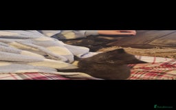 Mixed Breed cats for sale: 2 8wk old kittens  - Image 1