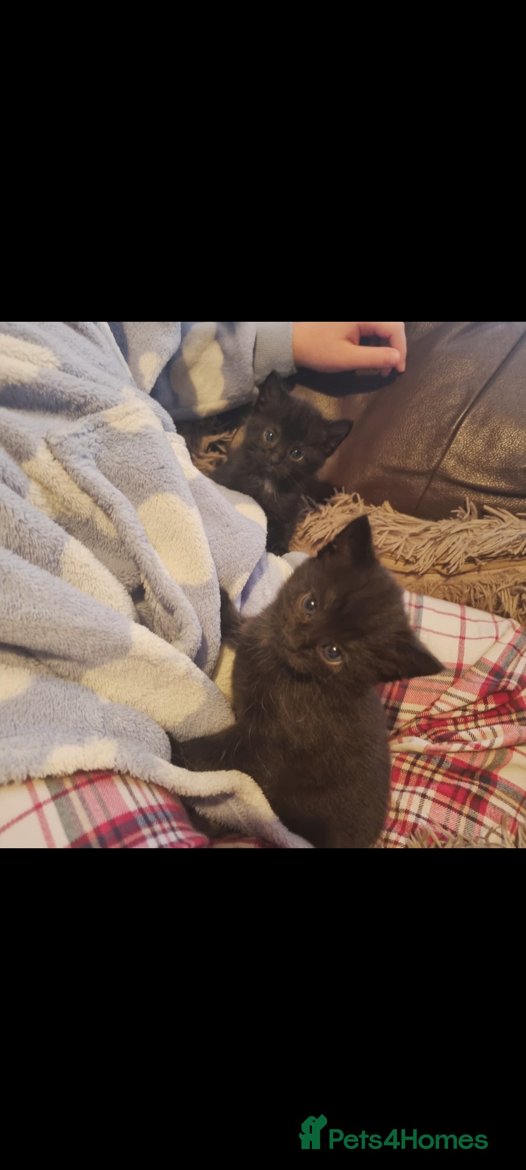 Mixed Breed cats for sale: 2 8wk old kittens  - Image 1