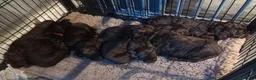 Sproodle dogs for sale: F1 Sproodles 🤎 🐾 - Advert 5