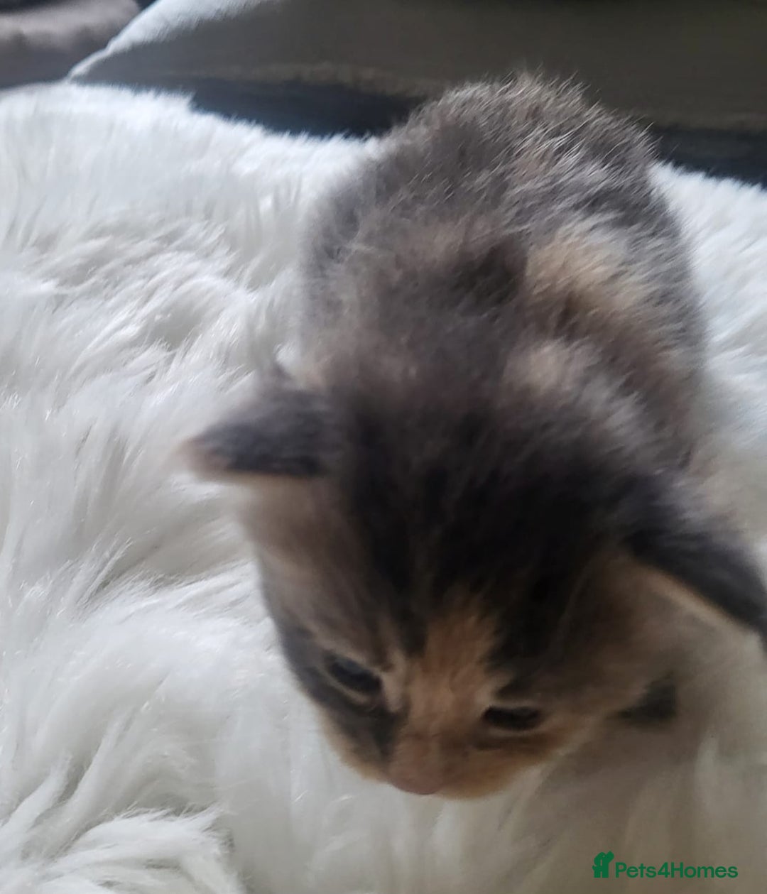 Maine Coon cats for sale: TICA Pedigree Maine Coon Kittens  - Image 5