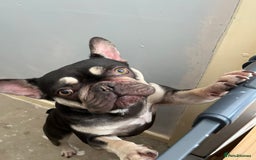 French Bulldog dogs for sale: French bulldog Bambi  - Image 1