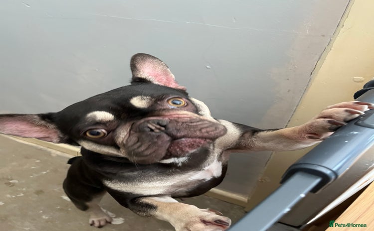 French Bulldog dogs - Advert 5