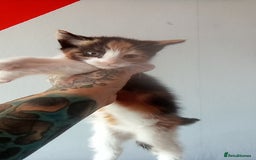 Mixed Breed cats for sale: 4 stunning babies READY NOW Calico and black&white - Image 18
