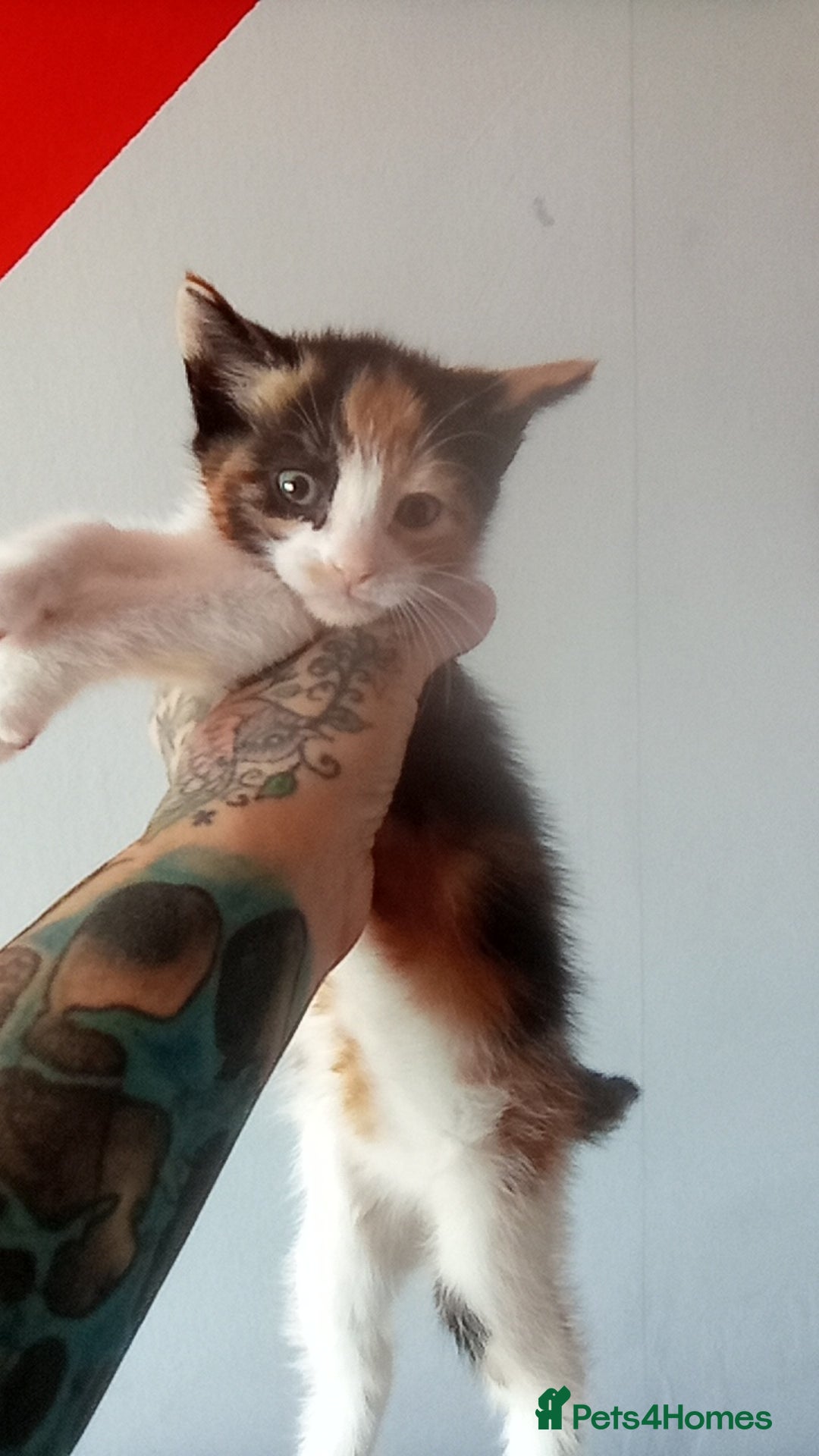 Mixed Breed cats for sale: 4 stunning babies READY NOW Calico and black&white - Image 18