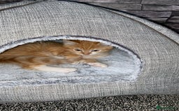 American Shorthair cats for sale: Cute ginger kitten for sale half Serbian  - Image 2