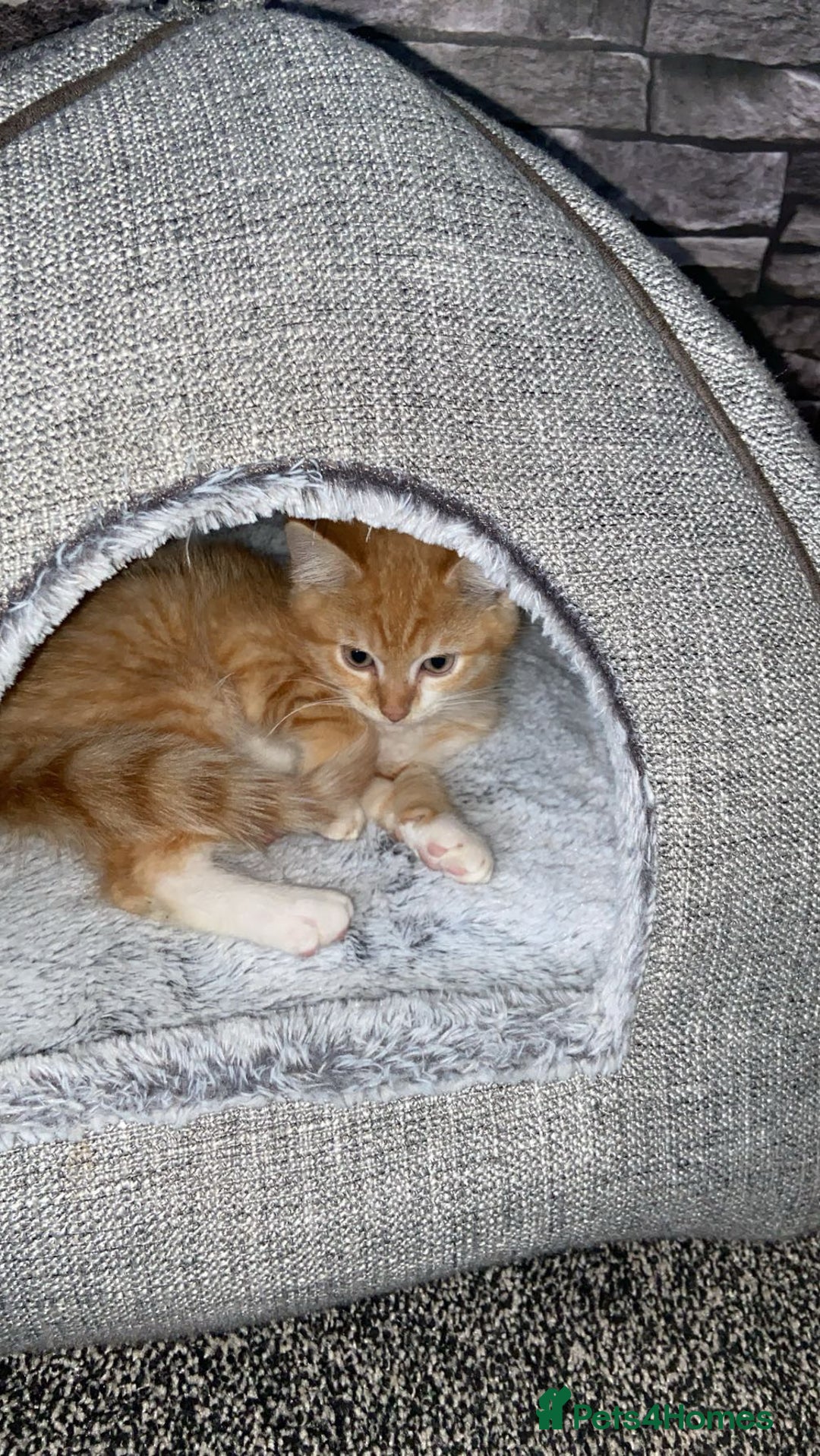 American Shorthair cats for sale: Cute ginger kitten for sale half Serbian  - Image 2