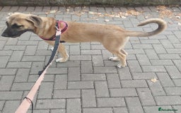 Anatolian Shepherd dogs for adoption: Dzana is 6 month Macedonian rescue pup  - Image 14